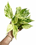 Epipremnum aureum 'Snow Queen' | Pothos 'Snow Queen'