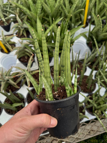 snake plant dragon fingers Sansevieria Cylindrica 'Dragon Fingers' | Dracaena Cylindrica