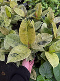 Ficus Elastica 'Shivereana Moonshine'