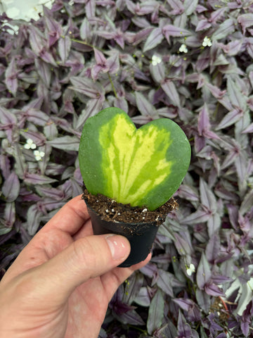 Hoya Kerrii Variegata