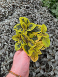 Plectranthus Ciliatus 'Troy's Gold'