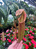 Nepenthes 'Miranda'