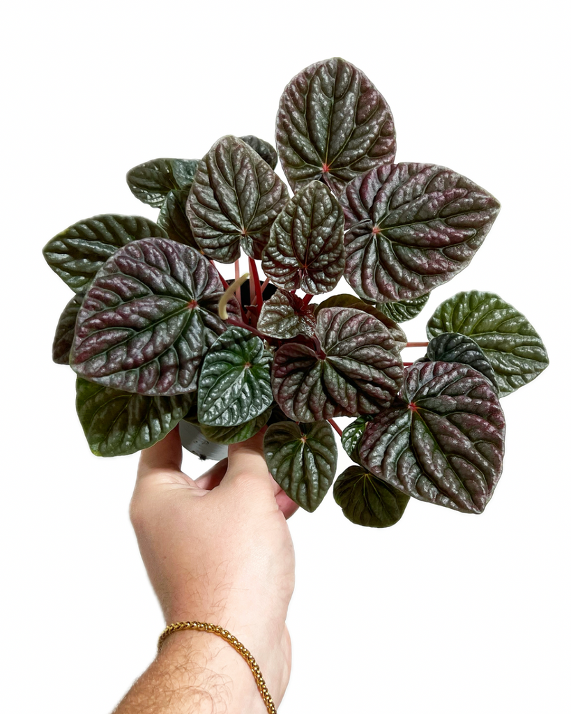 Peperomia 'Gray Luna' – Végétal Design Qc