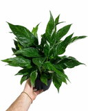 Spathiphyllum 'Domino'