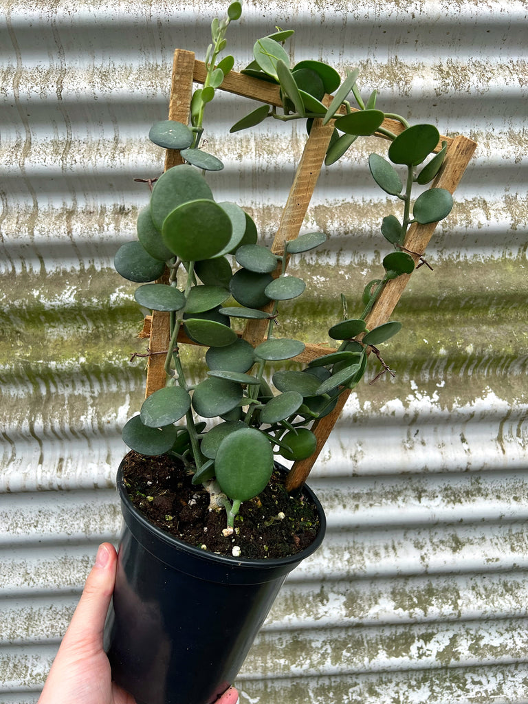 silver dollar succulent vine Xerosicyos Danguyi
