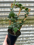 Xerosicyos Danguyi | Silver Dollar Plant