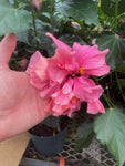 Hibiscus 'Pink Chiffon'