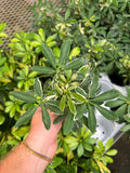 Schefflera Arboricola 'Ivory'