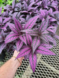 Strobilanthes Dyerianus | Persian Shield