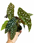 Begonia Maculata | Begonia Polka dot