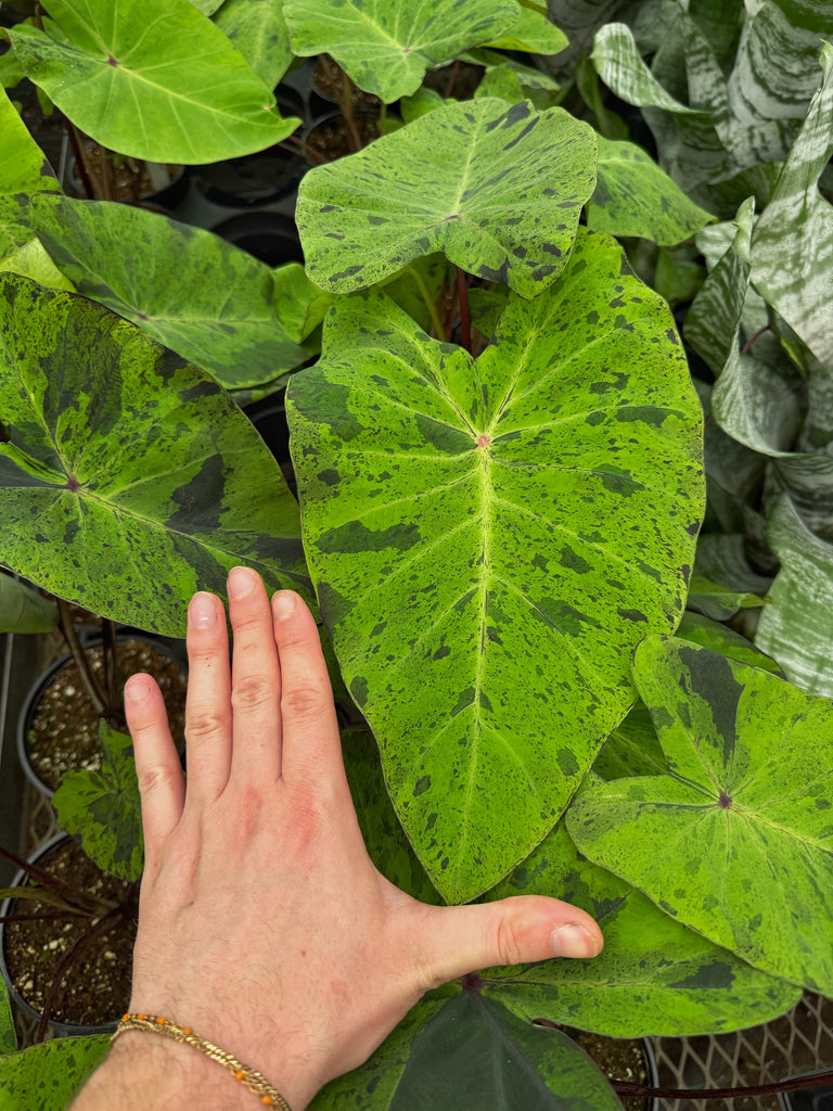 mojito plant elephant ear Colocasia Esculenta 'Mojito'