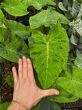 Colocasia Esculenta 'Mojito' | Oreilles d’éléphant