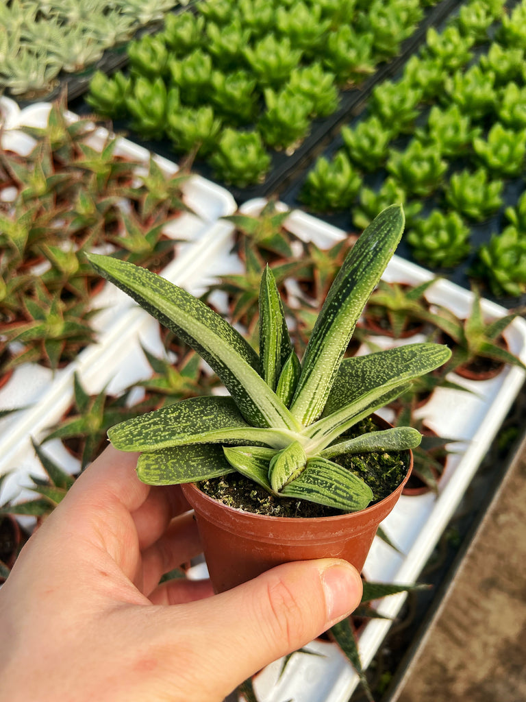 lawyers tongue succulent Gasteria 'Little Warty'
