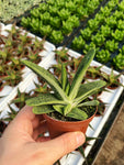 Gasteria ‘Little Warty’ | Ox tongue