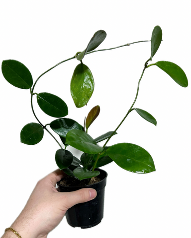 Hoya 'Australis' | Fleur de cire | Fleur de porcelaine