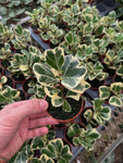 Ficus Triangularis Variegata