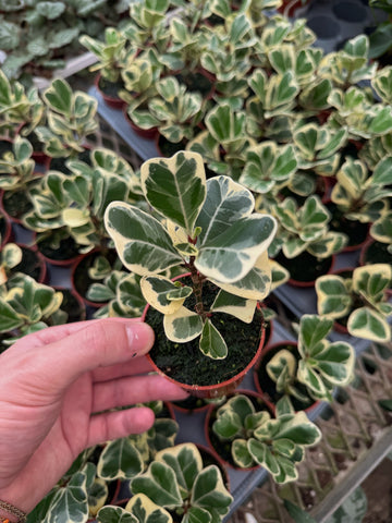 Ficus Triangularis Variegata