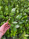 Zamioculcas Zamiifolia | Plante ZZ