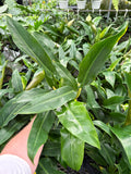 Philodendron Elegans | Skeleton Key Philodendron
