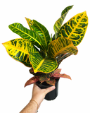 Croton 'Petra' | Codiaeum variegatum 'Petra'