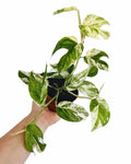 Epipremnum Pinnatum 'Marble'