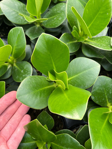 Clusia Rosea | Arbre autographe