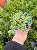 Cotyledon Pendens 'Cliff Cotyledon'
