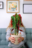 Begonia Maculata | Begonia Polka dot