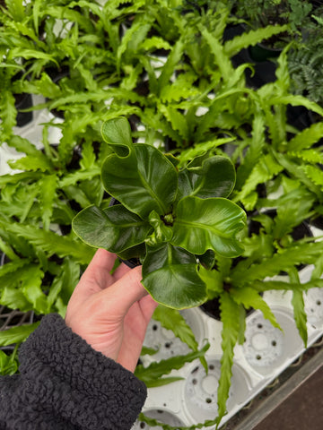 Asplenium Nidus 'Cobra'
