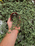 Pilea Glauca 'Aquamarine'