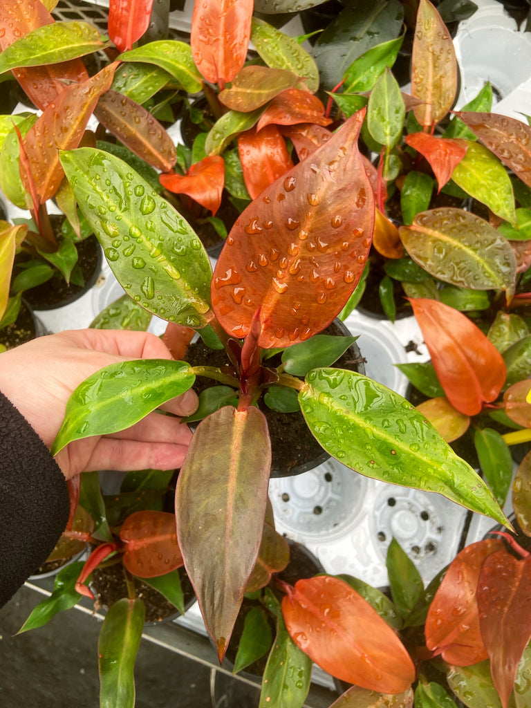 philodendron selloum red sun Philodendron Selloum 'Sun Red'