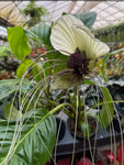 Tacca Chantrieri | Fleur Chauve-Souris