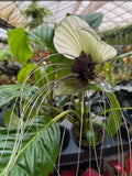 Tacca Chantrieri | Fleur Chauve-Souris