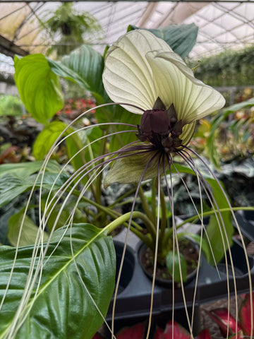 Tacca Chantrieri | Fleur Chauve-Souris