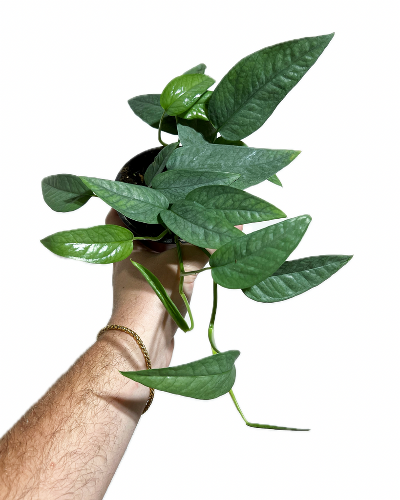 cebu blue pothos varieties Epipremnum Pinnatum 'Cebu Blue'