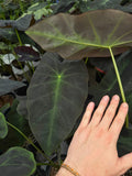 Colocasia 'Black Beauty' | Elephant ears