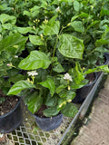 Jasminum Sambac | Arabian Jasmine