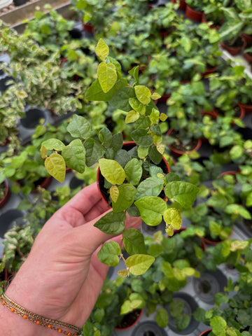 Ficus Repens | Figuier Pumila | Figuier Rampant