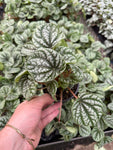 Peperomia 'Burbella'