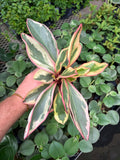 Peperomia 'Ginny'