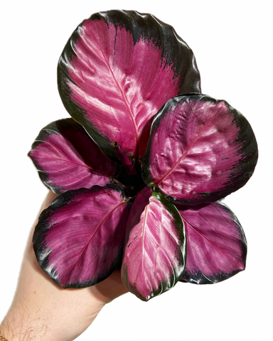 Calathea Roseopicta 'Purple Rose'