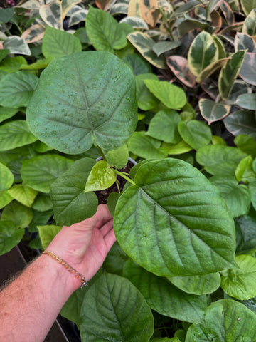 Ficus Umbellata