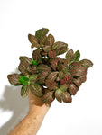 Fittonia Verschaffeltii | Plante Mosaïque