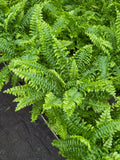 Nephrolepis Exaltata 'Tiger Fern' | Boston Fern
