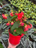 Abutilon 'Rouge' | Érable de maison