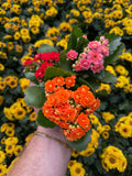 Kalanchoe Blossfeldiana 'AUTOMNALE'
