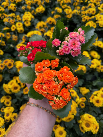 Kalanchoe Blossfeldiana 'AUTOMNALE'