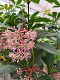 Medinilla Pendula