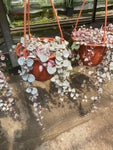 Ceropegia Woodii 'Variegata' | String of hearts