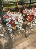 Ceropegia Woodii 'Variegata' | String of hearts